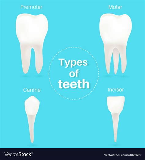 门牙|Incisor